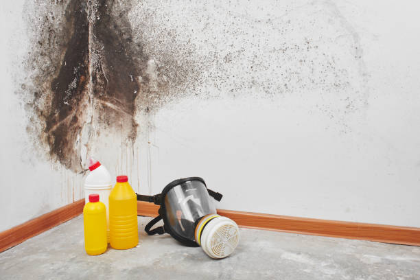 Best Certified Mold Removal  in Poquoson, VA