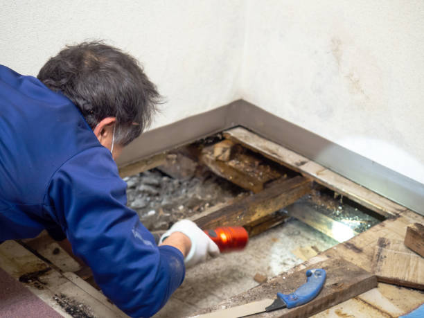 Best Attic Mold Removal  in Poquoson, VA