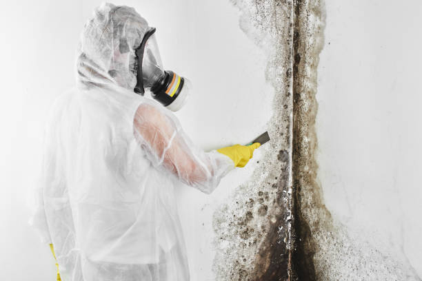 Best Affordable Mold Removal  in Poquoson, VA