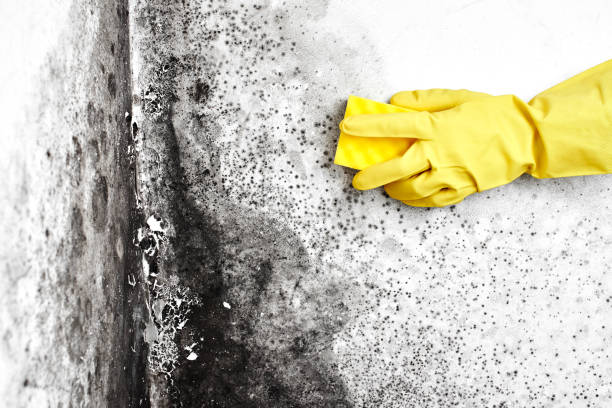 Best Home Mold Removal  in Poquoson, VA