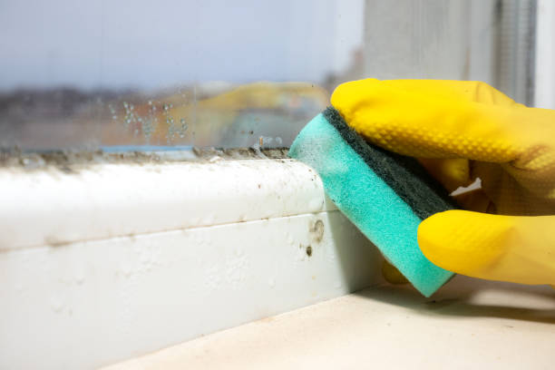 Professional Mold Removal in Poquoson, VA