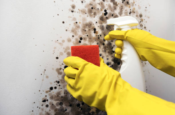 Mold Testing and Removal in Poquoson, VA