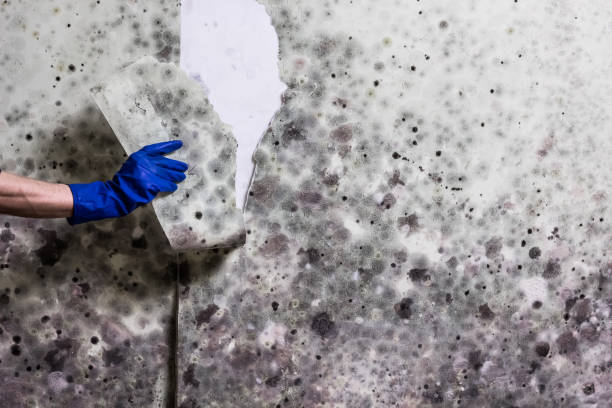 Home Mold Removal in Poquoson, VA