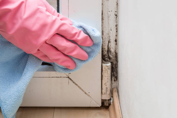 Best Black Mold Removal  in Poquoson, VA
