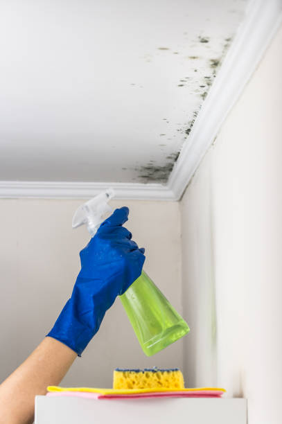Best Commercial Mold Removal  in Poquoson, VA