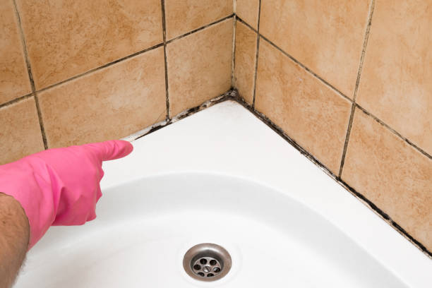 Best Mold Damage Repair  in Poquoson, VA