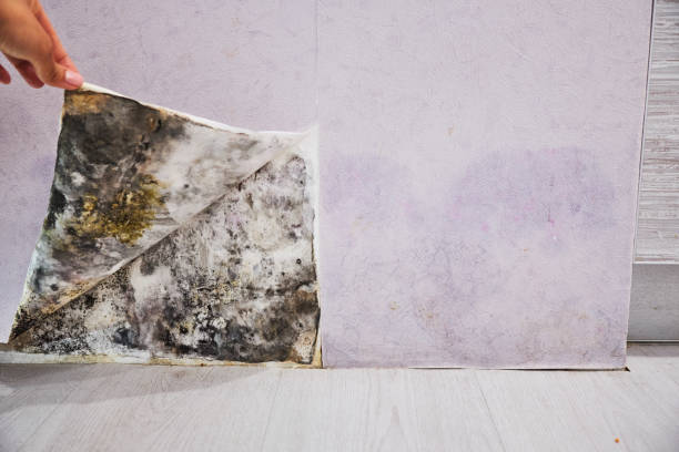 Mold Removal and Inspection in Poquoson, VA